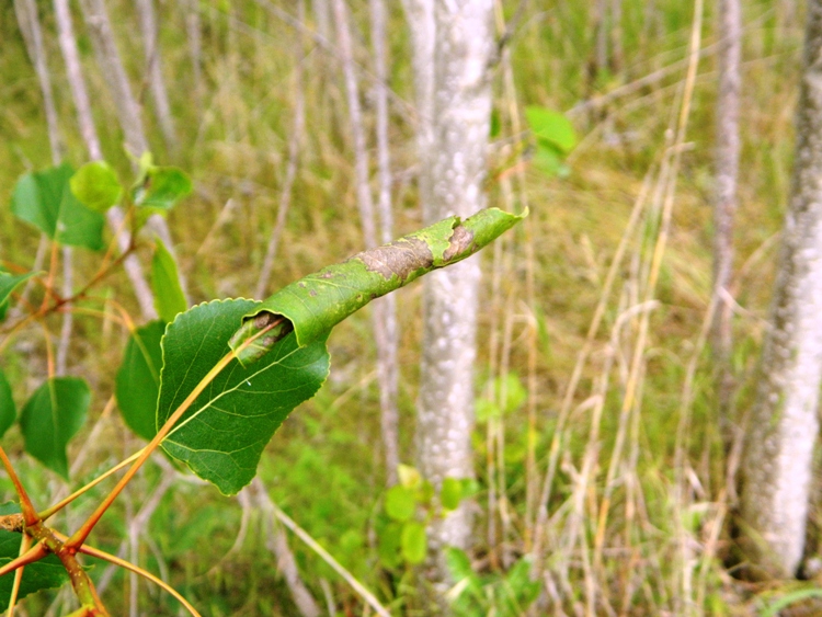 Anacampsis populella - Gelechiidae